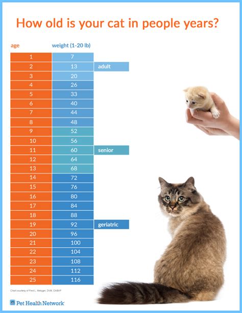 How Old is Your Cat in People Years?