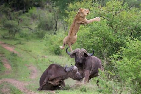 Video: African Cape Buffalo Flips Lion to Protect Its Own | OutdoorHub