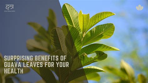 Surprising Benefits of Guava Leaves for Your Health - Itra Foundation