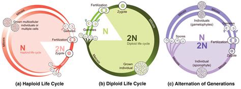 Describe the Haploid and Diploid Life Cycles - CeceliakruwPhelps