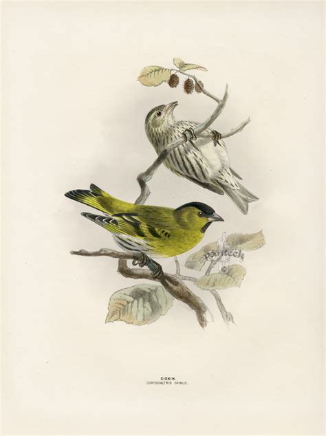 Dresser's Birds of Europe 1871-1896