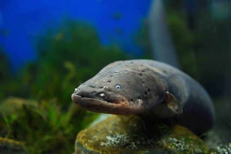 30 Electric Eel Facts You Have To Know - Facts.net