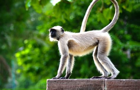 9 Facts About The Spider Monkey You Won't Read Anywhere Else | Fact City