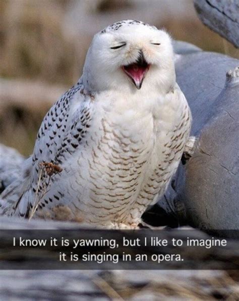 25 of the Cutest Owl Memes to Brighten Your Day | Let's Eat Cake