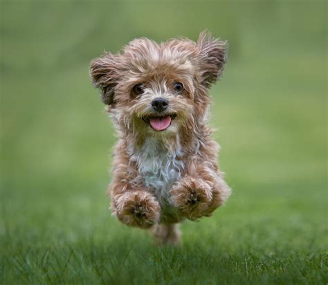 The top 20 cutest dog breeds in the world, ranked according to science ...