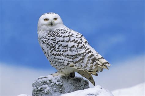 snowy owl facts and information : Biological Science Picture Directory ...