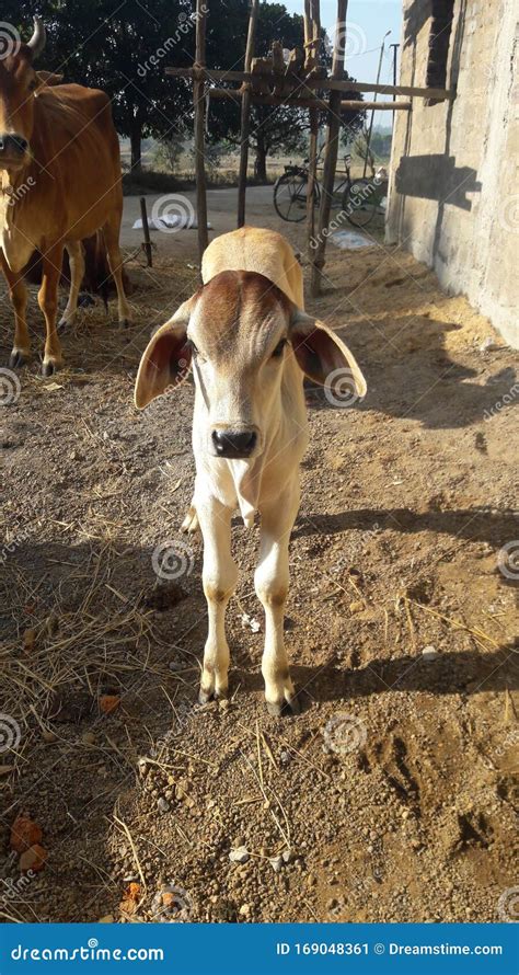 Indian Village Baby Bull Standing in Morning Stock Image - Image of ...