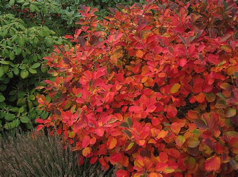 Nilsen Landscape Design » My Five Favorite Shrubs for Fall Foliage