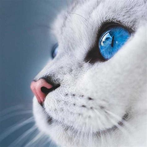 Gatos con ojos azules: Una mirada intensa y misteriosa | Smylepets