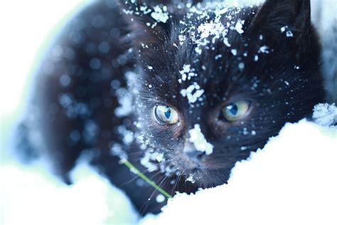 Kalispell Vets Brought A Completely Frozen Cat Back to Life