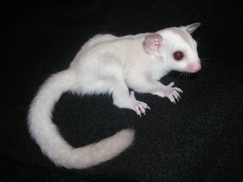 GliderGossip - Albino Sugar Glider | Sugar glider, Albino, Cute animals