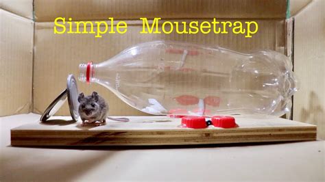 Homemade Rat Traps Humane - 8 Genius Diy Mouse Traps That Will Fix Your ...