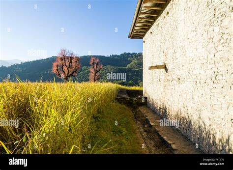 Millet field ready to harvest with white farmers house Stock Photo - Alamy