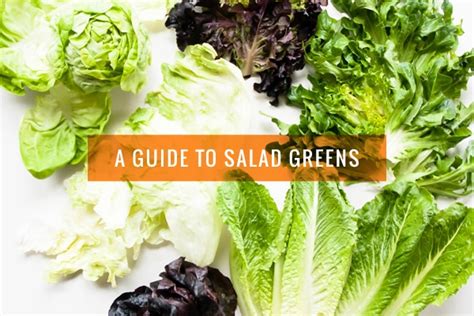 A Guide to Salad Greens