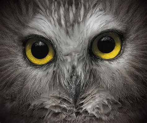 Owl Eyes - Cool Wildlife