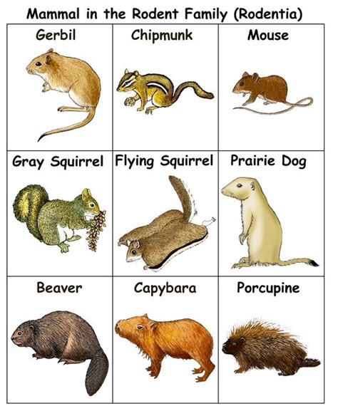 Rodent chart