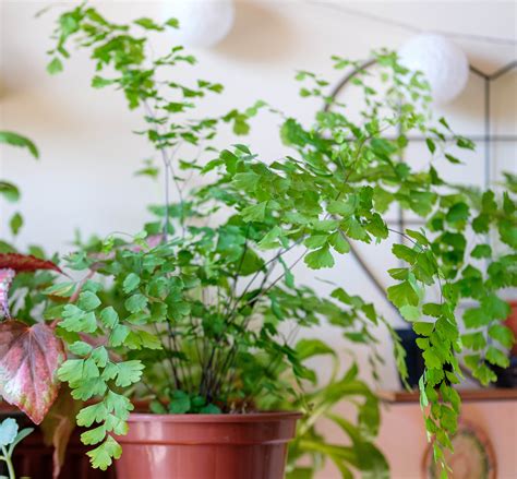 Maidenhair Fern Care | Growing Guides | Daltons