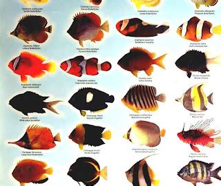 List Of Freshwater Aquarium Fish Species - Types Of Tropical Fish