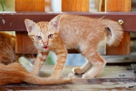 Why Do Cats Hiss At Kittens? A Veterinarian Explains - Cats.com