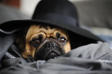 Pug Hat Images – Browse 7,752 Stock Photos, Vectors, and Video | Adobe ...