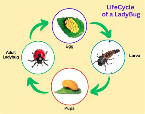 Life Cycle Of A Ladybug