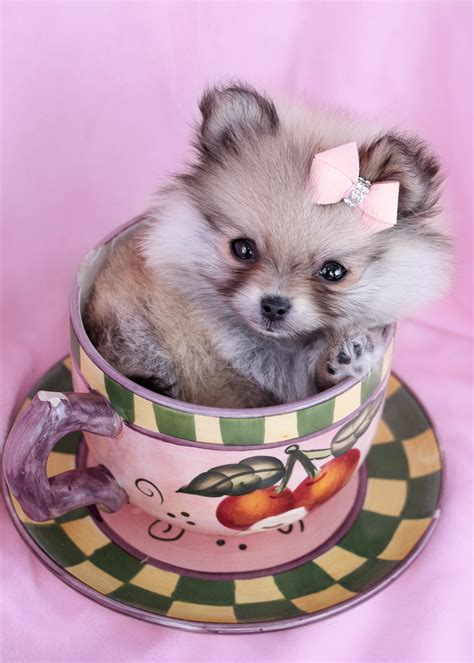 Gorgeous Teacup Pomeranian Puppies for Sale | Teacups, Puppies & Boutique