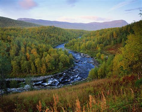 Sweden,birch Forest In Autumn Along by Roine Magnusson