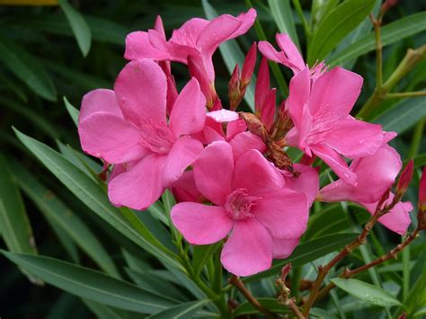 Oleander Flower | DiyMid.com