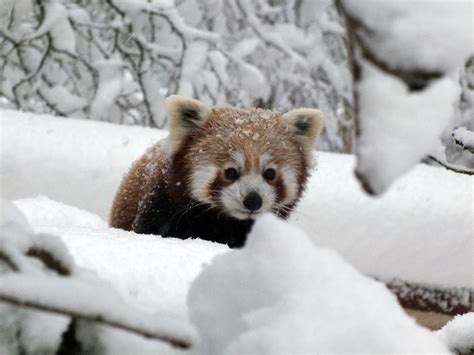 Adorable red panda braves snow at Highland Wildlife Park