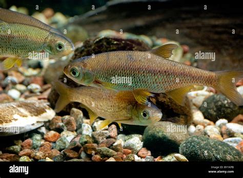 Shiner fish hi-res stock photography and images - Alamy