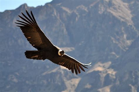 Andean Condor Facts, Range, Habitat, Adaptations, Pictures