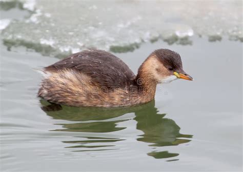 Very Close Up Photo of a Little Grebe in Winter Plumage Stock Photo ...