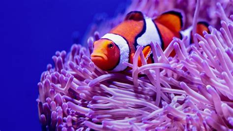 Feeding Baby Clownfish - Top 3 Exciting Truth Do You Know?