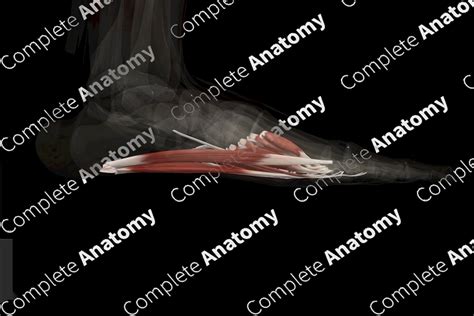 Muscles of Plantar Part of Foot (Left) | Complete Anatomy