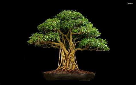 🔥 [60+] Bonsai Tree Wallpapers | WallpaperSafari