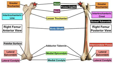 Femur (Thigh Bone): Definition, Location, Anatomy, Diagrams, 56% OFF