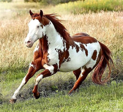 Via : @holleyunderhill | Pretty horses, Horses, Most beautiful horses