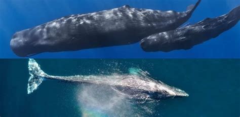 Sperm Whale vs Blue Whale: Main Differences - Ocean Info