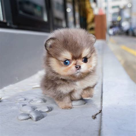 Gom - Micro Pomeranian Male | Mini Teacup Puppies