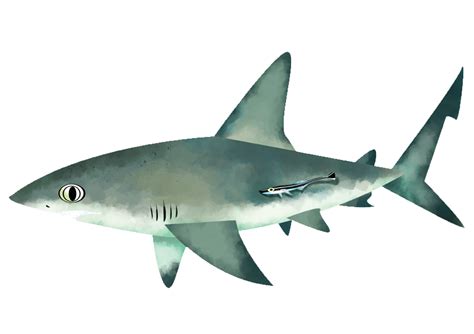 Caribbean reef shark - Save Our Seas Foundation