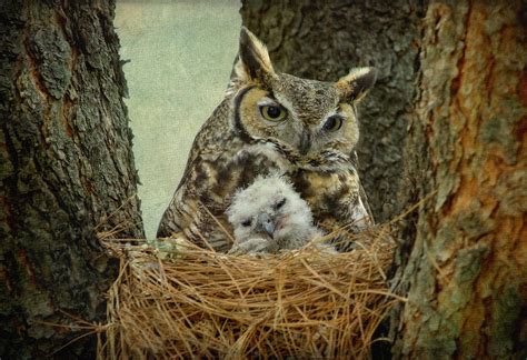 Great Horned Owl Mom And Baby by Cgander Photography