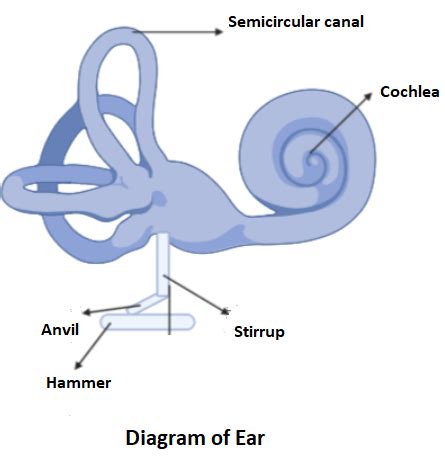 Anatomy Of Human Ear Hammer Anvil And Stirrup