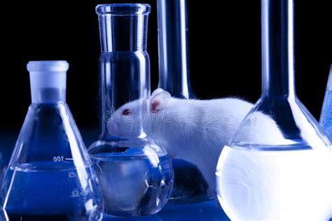 Rat in Lab. Animal Experiments Stock Photo - Image of liquid, pipette ...