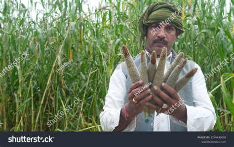 605 Young Millet Field Images, Stock Photos & Vectors | Shutterstock