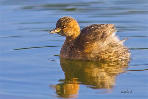 Little grebe | BirdForum