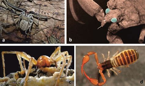 Spectacular creatures in a poisonous sulphidic atmosphere – Movile cave ...