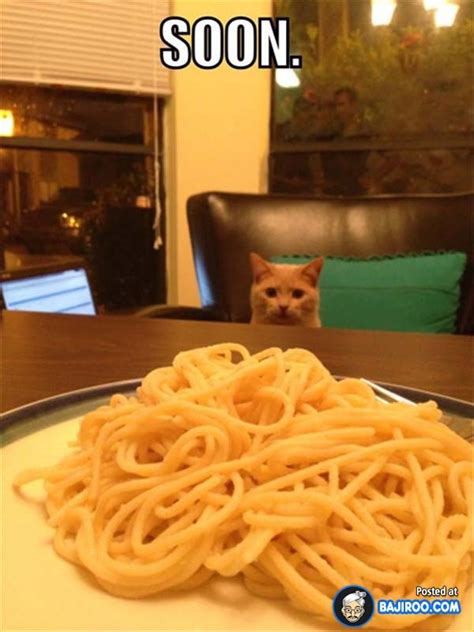 cat chinese food meme - Richelle Bohn