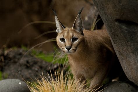 Is it Legal to have a Caracal Cat as a Pet? - Catman