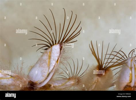 Gooseneck Barnacle, Lepas sp. feeding underwater while attached to a ...