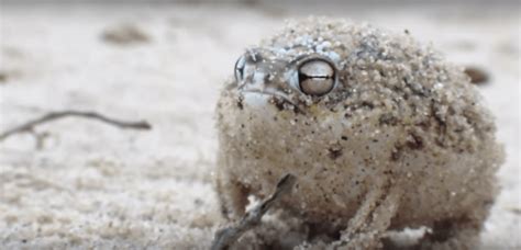 Desert Rain Frog: The Amphibian That Sounds Like A Dog's Chew Toy